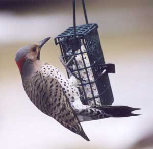 Common Yellow Shafted Flicker