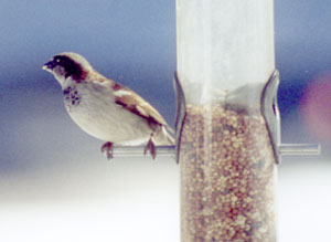 Wary sparrow at birdfeeder in West Milford, New Jersey