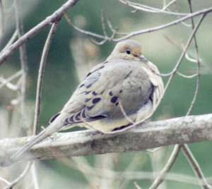 morning_dove1.jpg