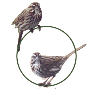 Song Sparrow