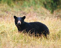 Black Bear in the wild