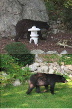 Black Bear crosses through home garden in Upper Greenwood Lake, New Jersey
