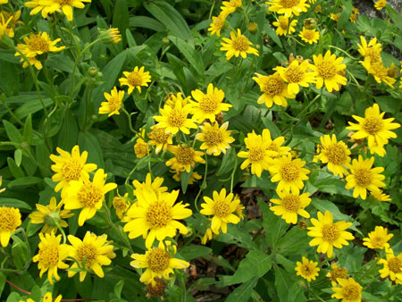Wolfbane (arnica montana)