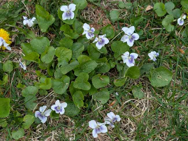 Common Blue Violet