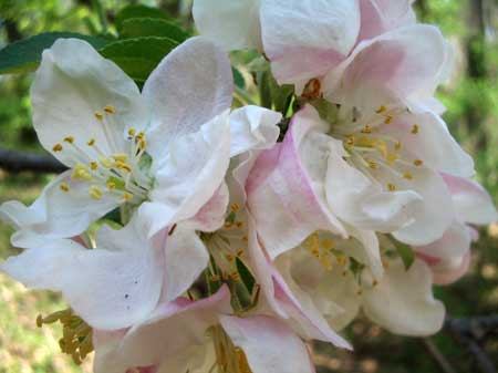 American Crab Apple flowers in West Milford, NJ