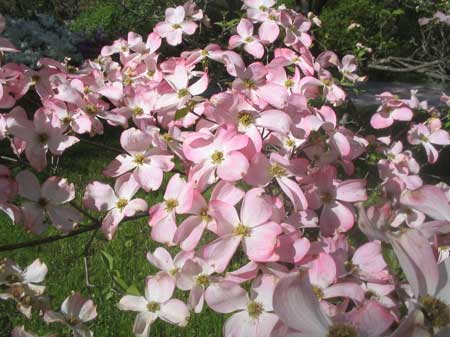 Dogwood blossoms in Northern New Jersey
