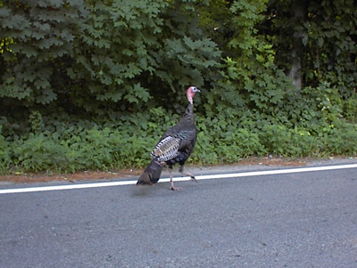Tom the Turkey takes a stroll along Cross Rd. in West Milford, New Jersey