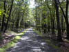 Woodland camp road in High Point State Park, New Jersey