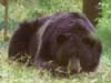 Black Bear