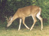 White tailed buck