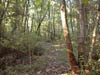 Woodland path along the Pequannock River in Butler, New Jersey