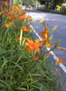 Tiger Lilies in Bloomingdale, New Jersey