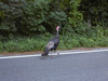 Tom the Wild Turkey takes a stroll