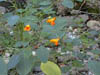 Jewelweed in bloom along the Pequannock River in Morris County, New Jersey