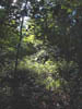 Woodland path near the Pequannock River in Northern New Jersey