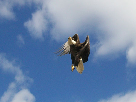 Rehabilitated Bald Eagle release