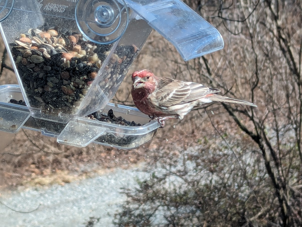 house finch at                                          birdfeeder