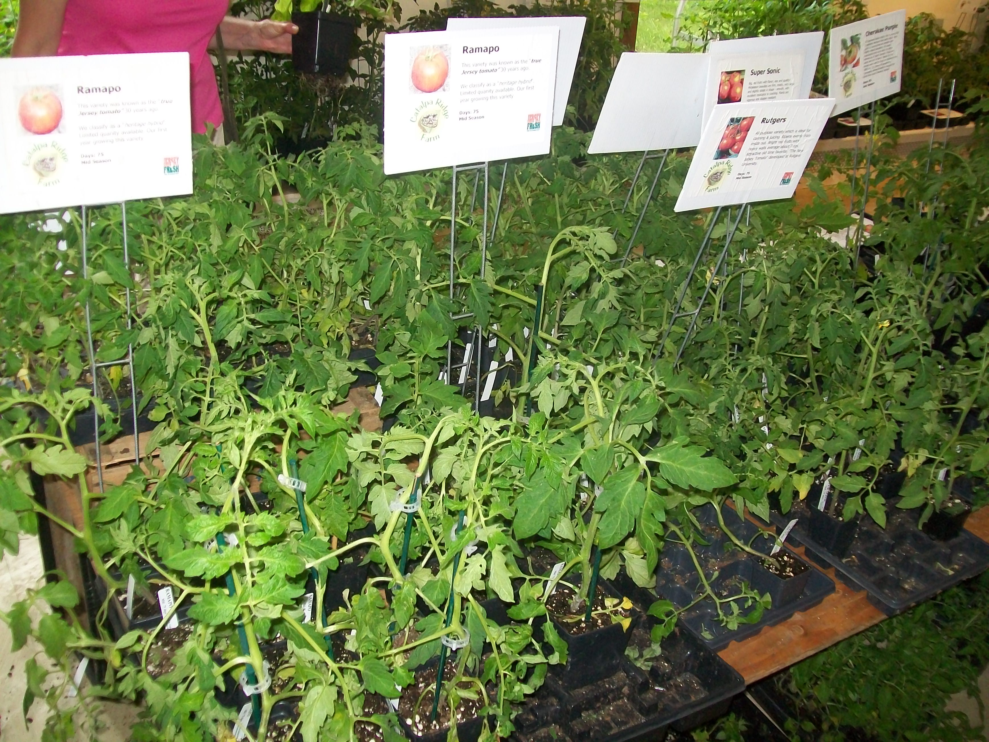 Heirloom
                          tomato sale