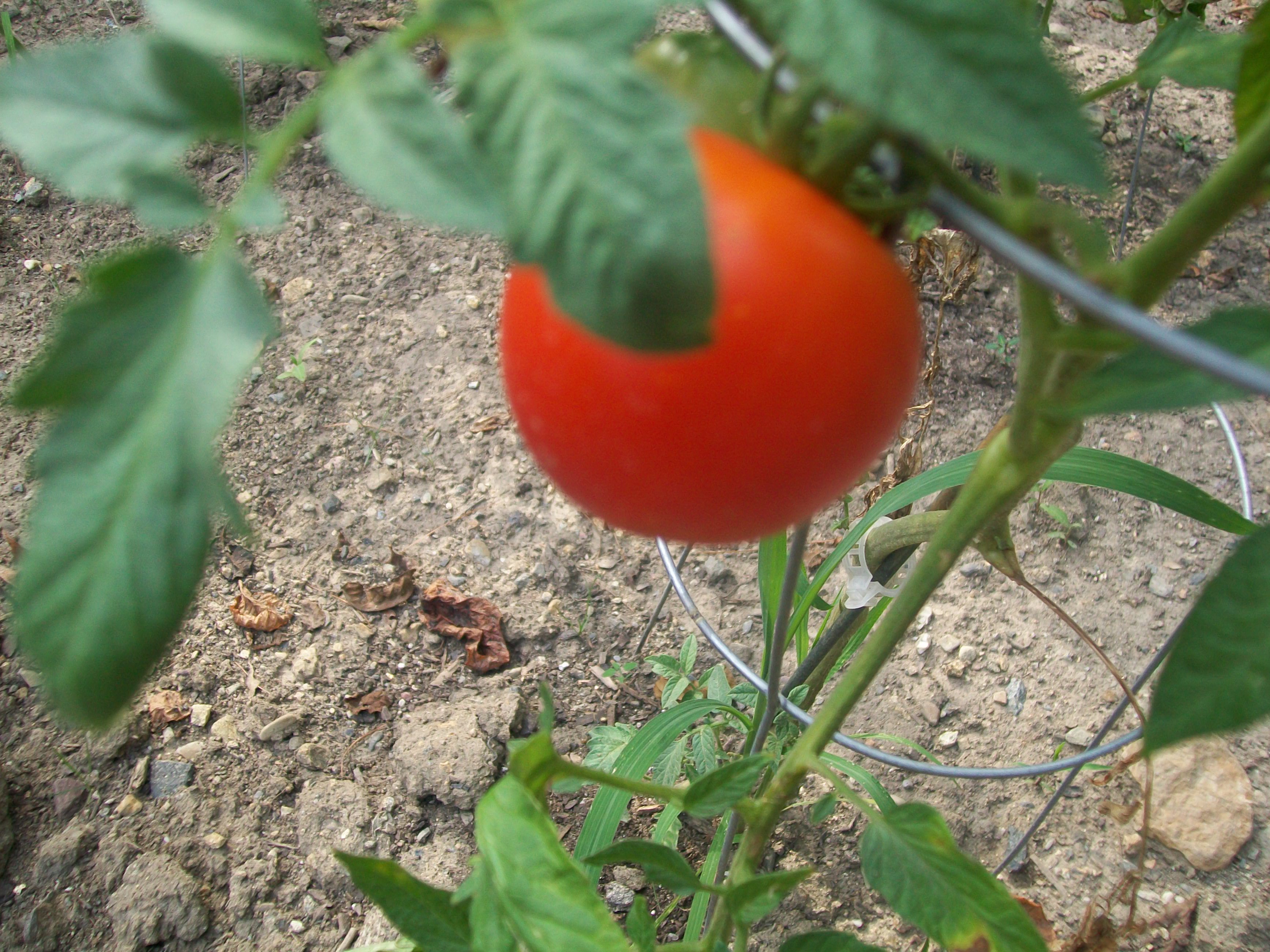 Sweet Chelsea
                  tomaato