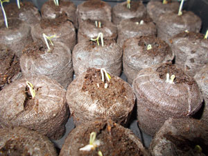 day 6, tomatos germinate