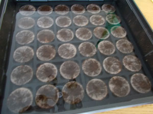 wetted peat tray