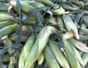 Sweet corn