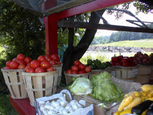 Jersey tomatoes, garlic and lettuce