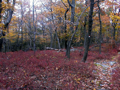 woods1