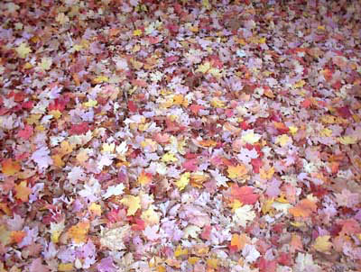leaves