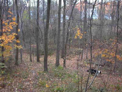 woods1