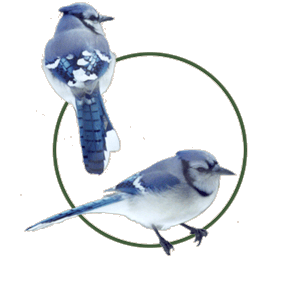 Blue Jays