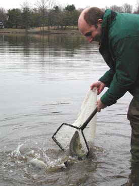DEP Commisioner Bradley Campbell helps stock trout at Colonial Lake