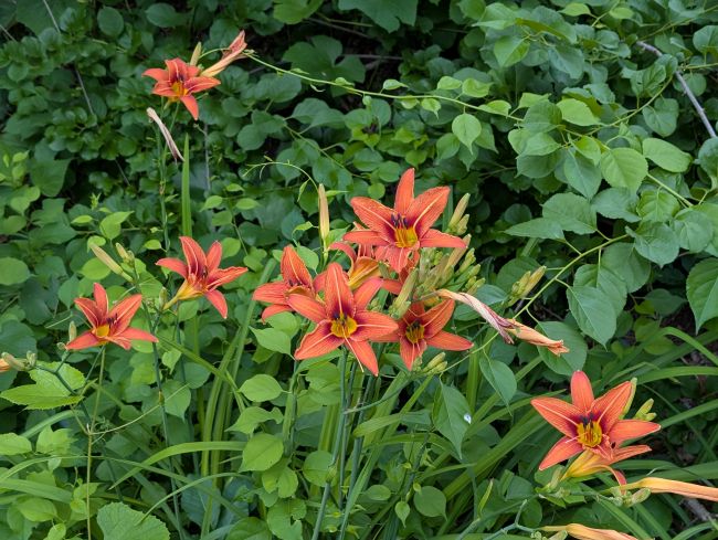 Tiger Lillies in West Milford