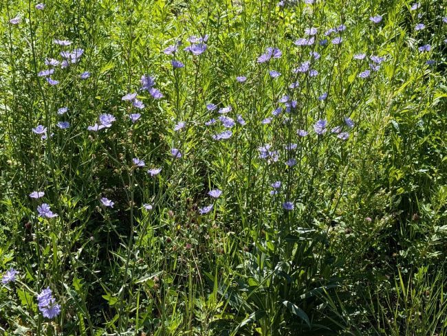 Chicory grows in West Milford