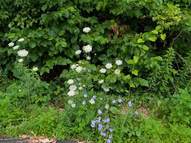 Roadside bouquet in West Milford
