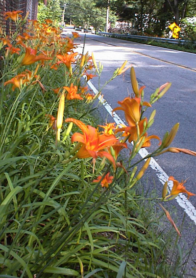 Tiger Lilies along roadside in Bloomingdale, New Jersey