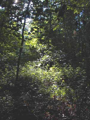 Shay woodland path near the Pequannock River in Northern New Jersey